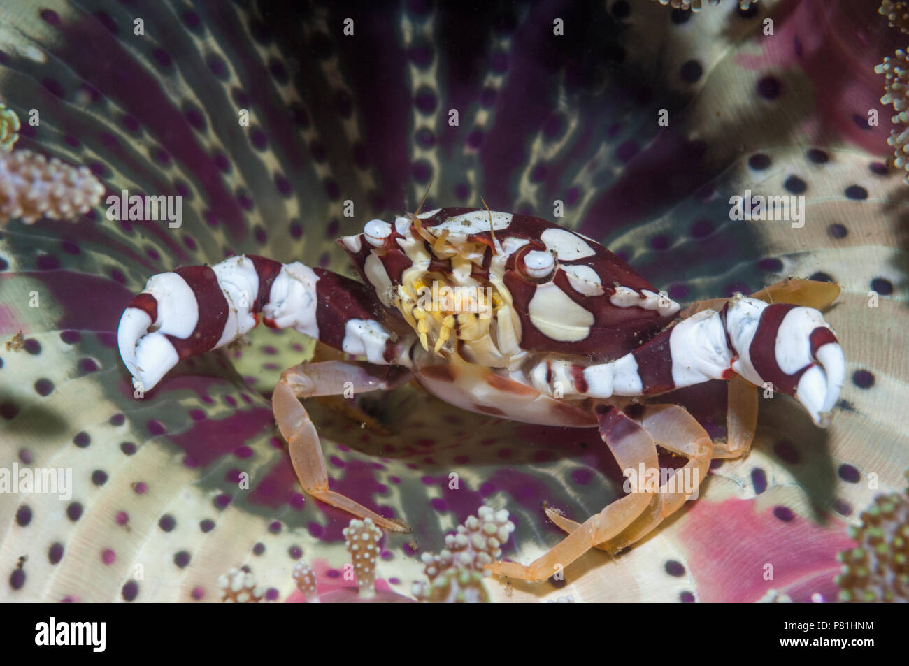 Crabe nageur arlequin [Lissocarchinus laevis]. Détroit de Lembeh, au nord de Sulawesi, Indonésie. Banque D'Images