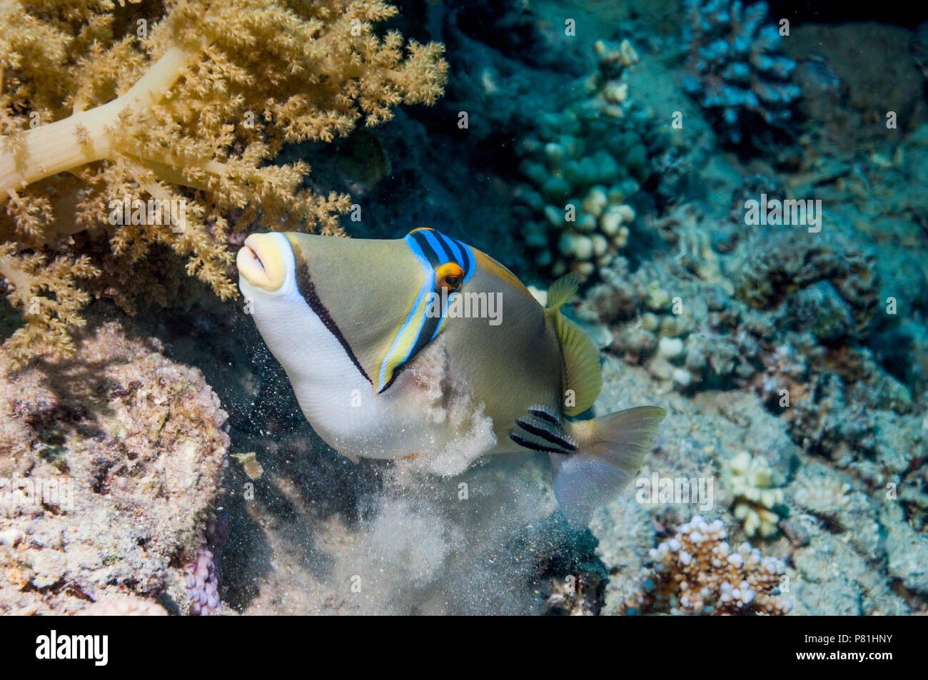 Picassofish Rhinecanthus assasi [arabe]. L'Egypte, Mer Rouge. Seulement trouvé Mer Rouge Golfe d'Oman et le golfe Arabique. Banque D'Images