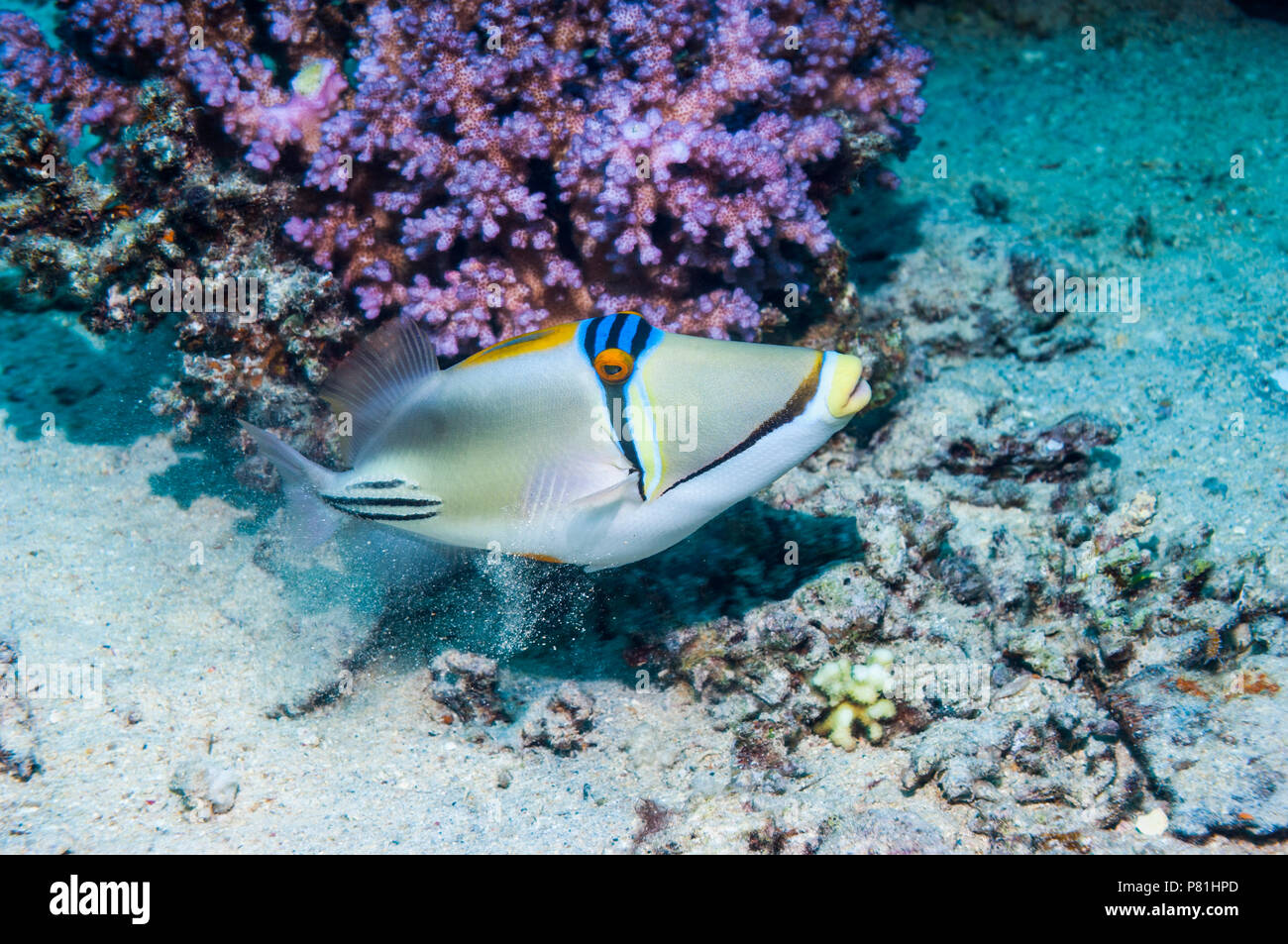 Picassofish Rhinecanthus assasi [arabe]. L'Egypte, Mer Rouge. Seulement trouvé Mer Rouge Golfe d'Oman et le golfe Arabique. Banque D'Images