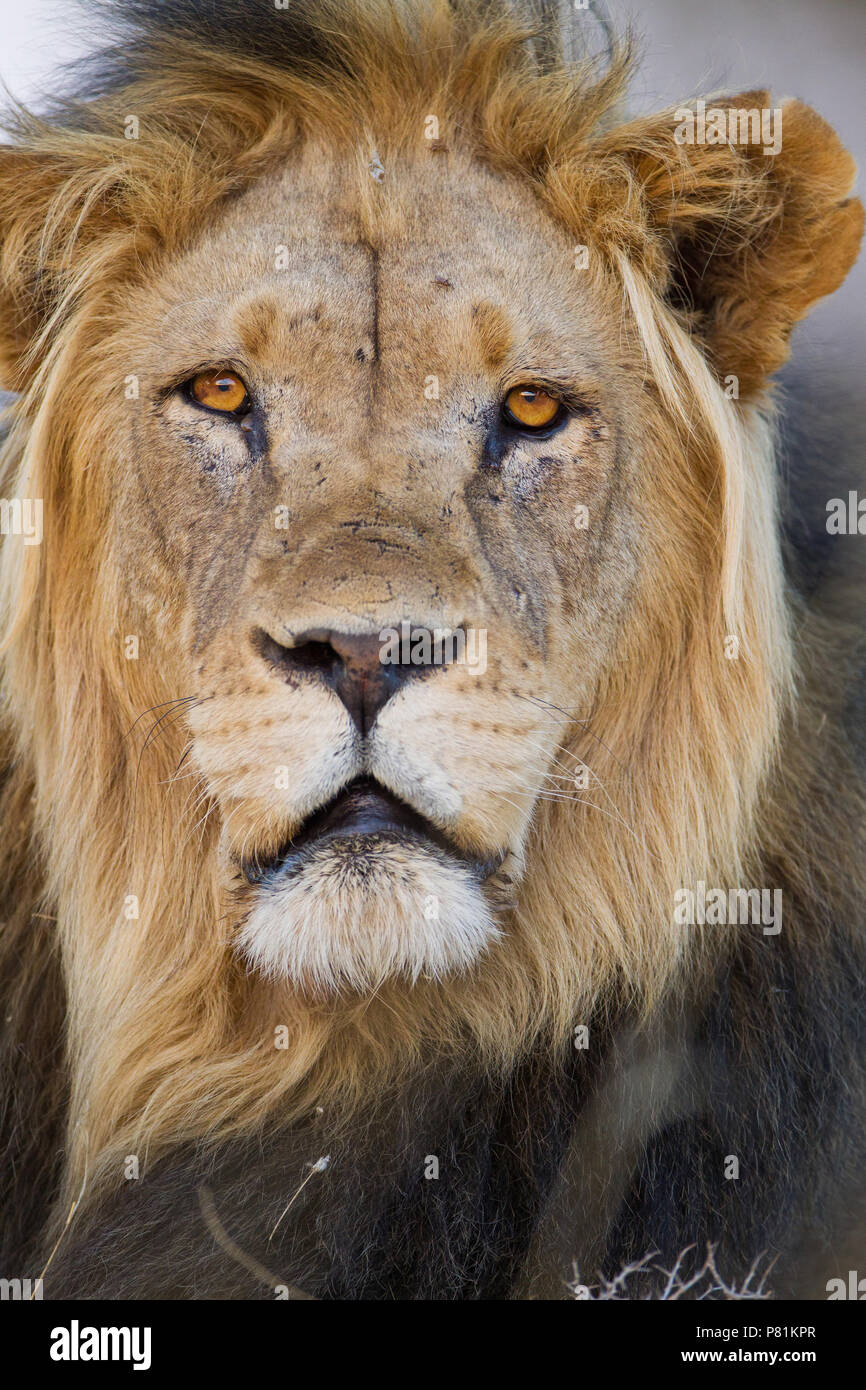 Désert du Kalahari, Afrique de l'Homme Lion Portrait à Wilderness Banque D'Images
