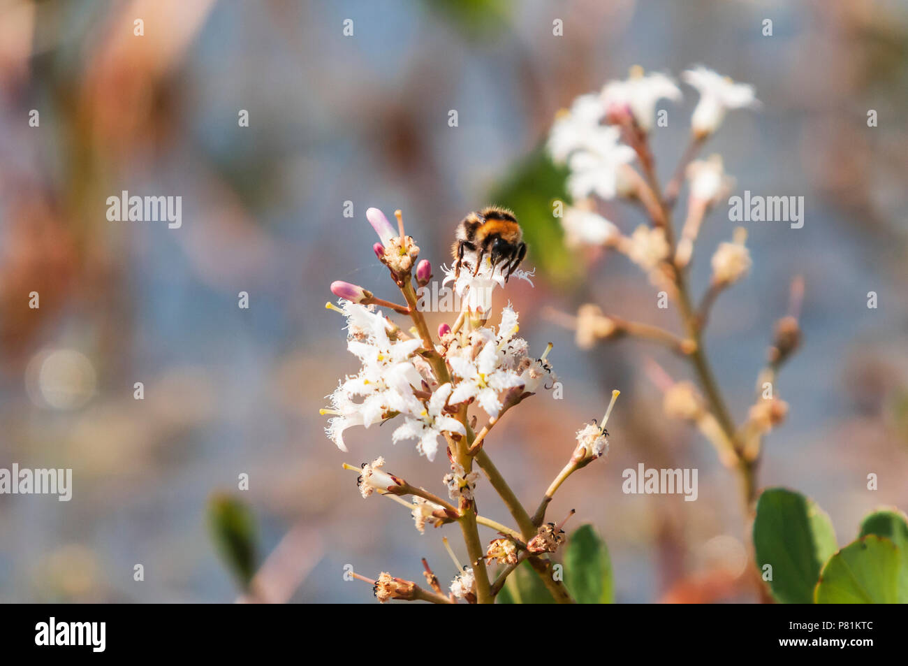 Bogbean, Menyanthes trifoliata, avec un jardin, Bumblebee Bombus hortorum, sur elle, je crois, la réserve naturelle de Forsinard, Sutherland, Scotland. 28 Mai 2018 Banque D'Images