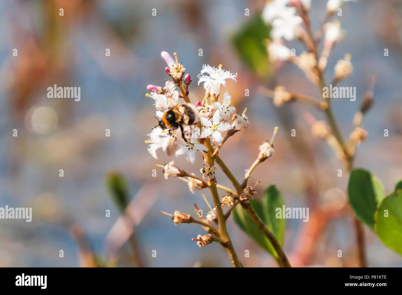 Bogbean, Menyanthes trifoliata, avec un jardin, Bumblebee Bombus hortorum, sur elle, je crois, la réserve naturelle de Forsinard, Sutherland, Scotland. 28 Mai 2018 Banque D'Images