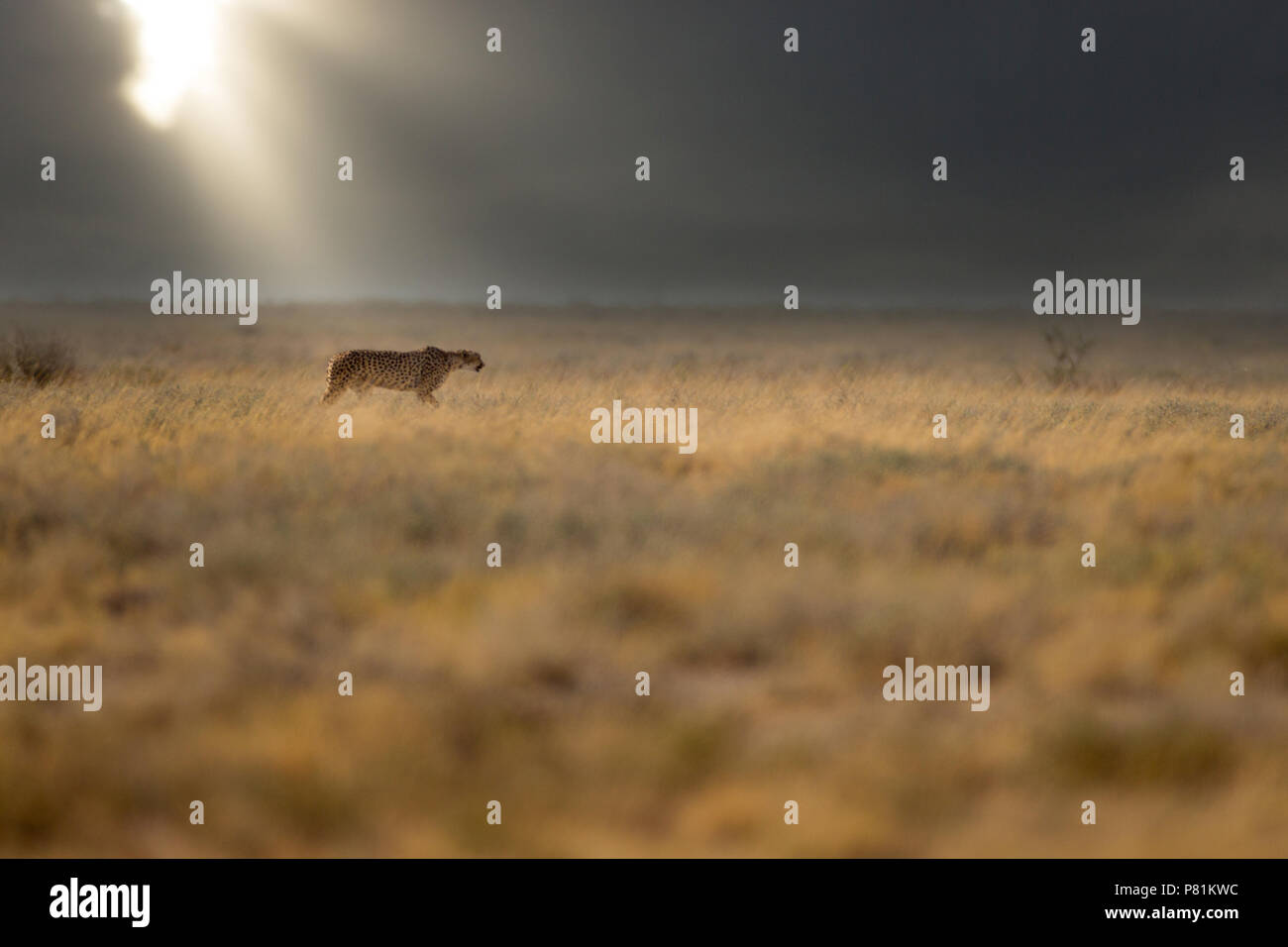 Guépard sauvage spectaculaire en météo avec lumière dramatique dans la plaine d'Etosha de Bush Banque D'Images