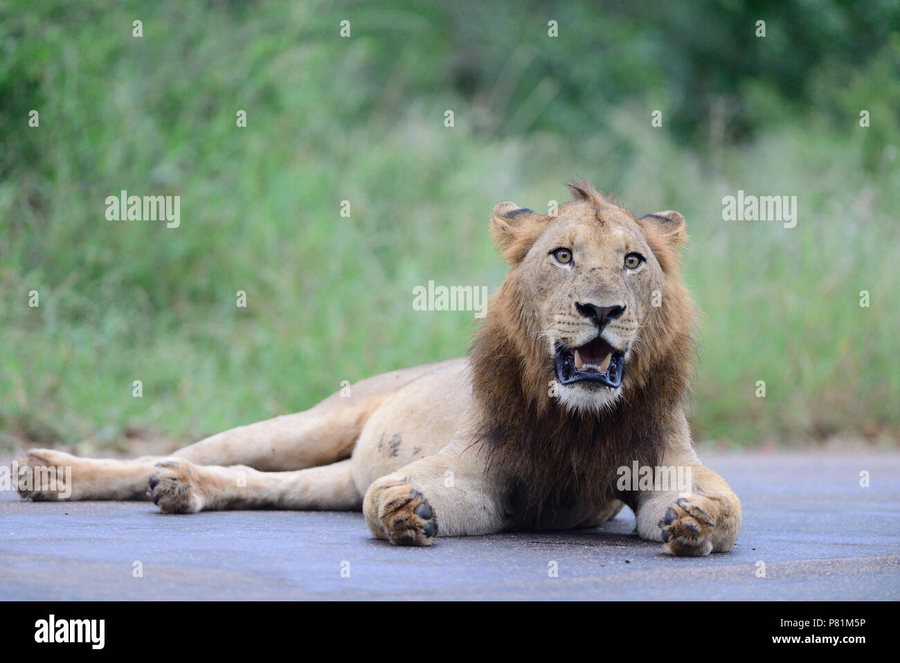 Lion reposant sur la route, avec les mains ouvertes ressemble à un lion en priant style musulman Banque D'Images