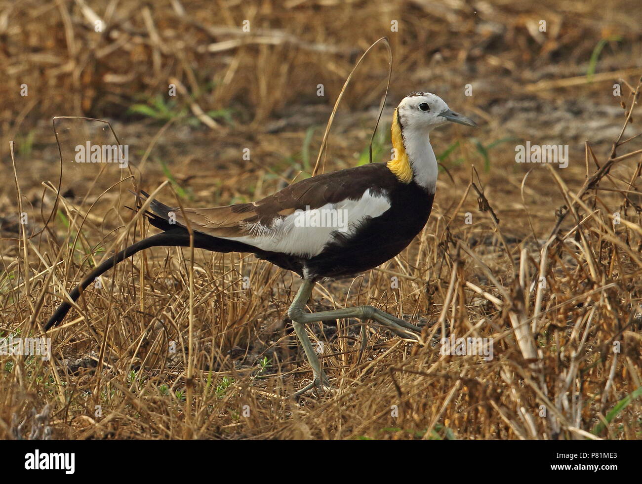 Pheasant-tailed Jacana (Hydrophasianus chirurgus) balades adultes dans le sud-ouest du marais sec Avril Taiwan Banque D'Images