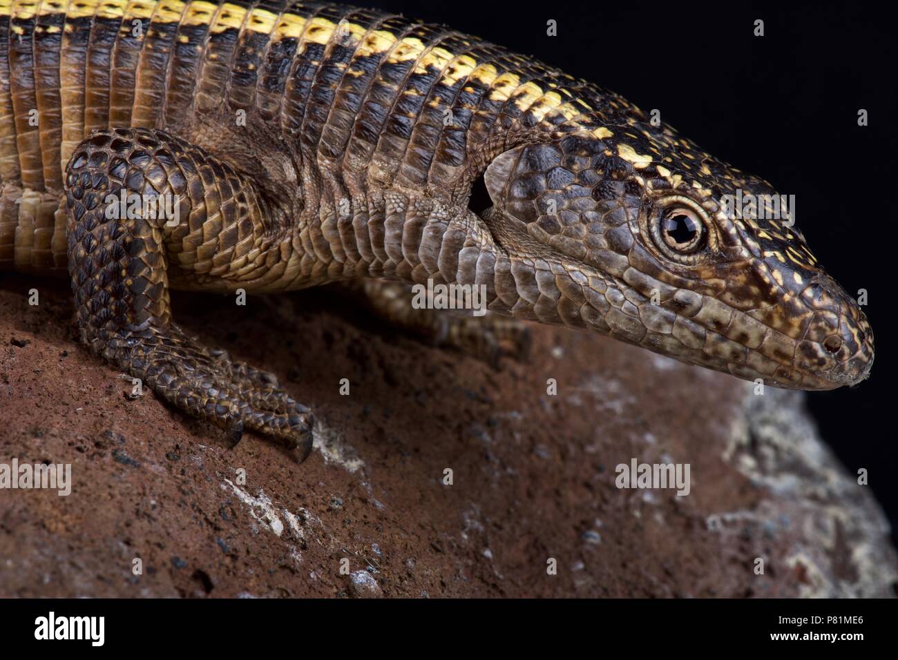 Le géant lézard plaqué (Matobosaurus validus) est le plus grand membre de la famille Gerrhosauridae. Ils sont originaire du sud de l'Afrique. Banque D'Images