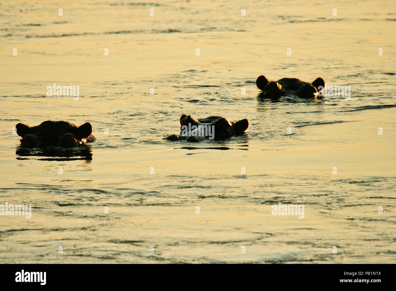 Hippopotame, Hippopotamus Amphibious. Fleuve Zambèze. Mana Pools National Park. Zimbabwe Banque D'Images