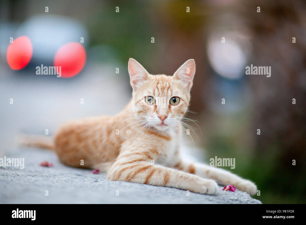 Rayé jaune chat errant à la recherche de l'appareil photo à droite et niveau de l'oeil face à face chat domestique Banque D'Images