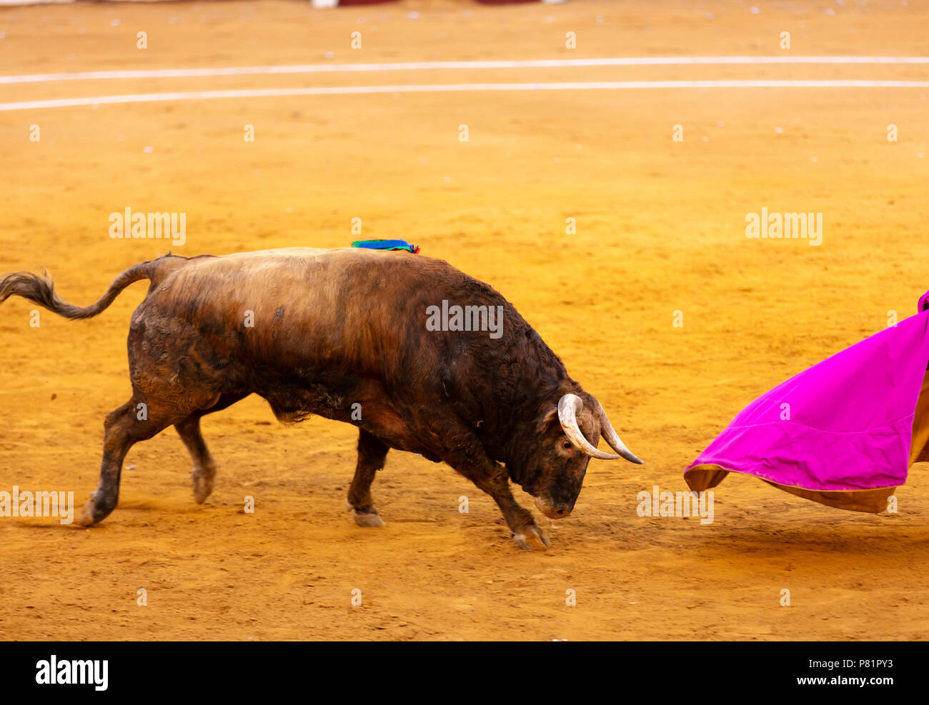 La tauromachie dans un festival traditionnel espagnol Banque D'Images