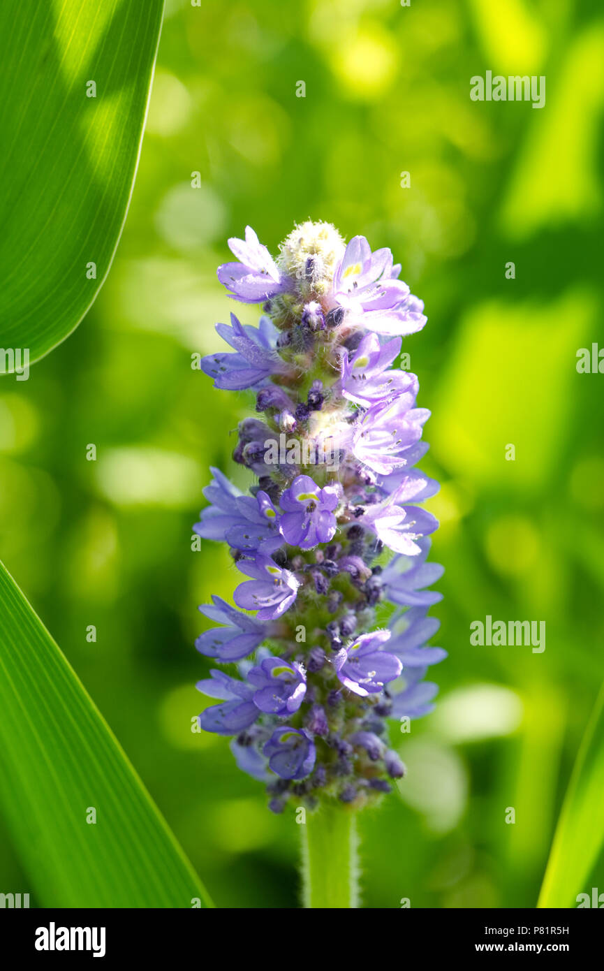 Pontederia cordata fleurs en été. Banque D'Images