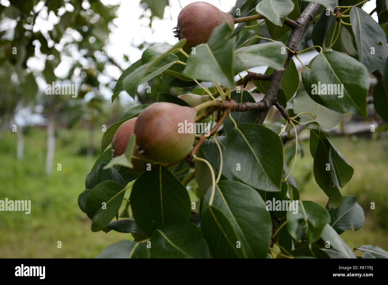 Maturation de poires d'été doux sur un arbre 2018 Banque D'Images