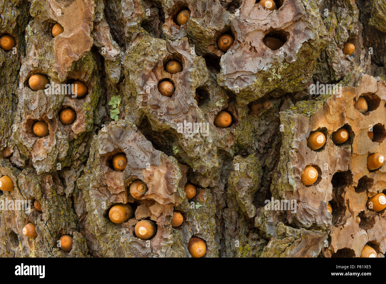 Stash de l'Acorn Woodpecker Melanerpes formicivorus,, le pin ponderosa, Acorn Ranch, Yorkville, Mendocino County, Californie Banque D'Images