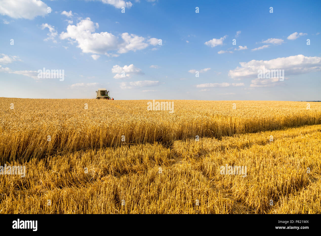 Moissonneuse batteuse en action sur le champ de blé Banque D'Images