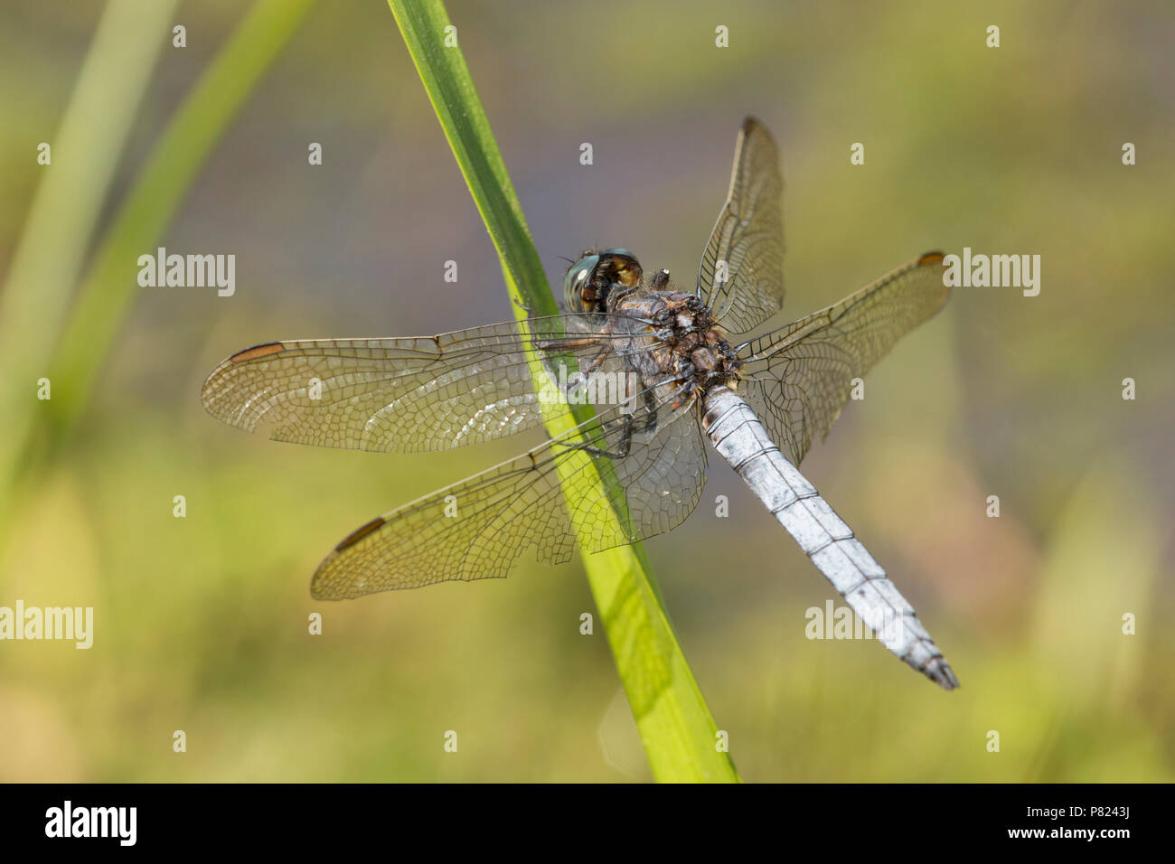 Un homme libellule skimmer carénées, Othetrum coerulescens, le repos d'un ruisseau en la nouvelle forêt au cours de la canicule de 2018 au Royaume-Uni. L'écumoire favou carénées Banque D'Images