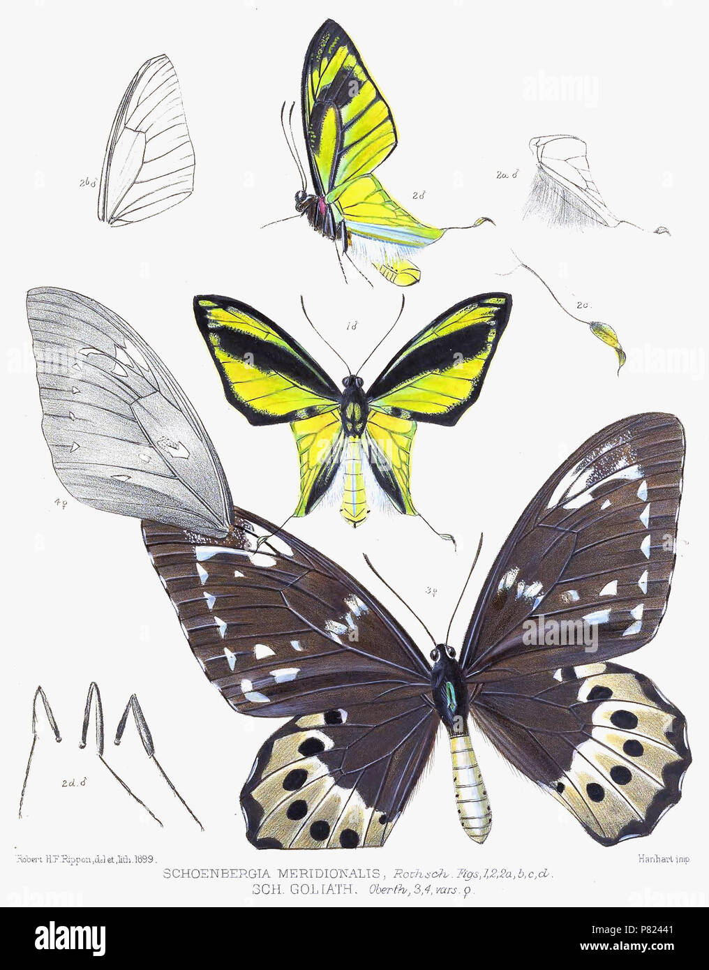 Ornithoptera meridionalis  + O. goliath . 1898 SchoenbergiaMeridionalisRippon 342 Banque D'Images