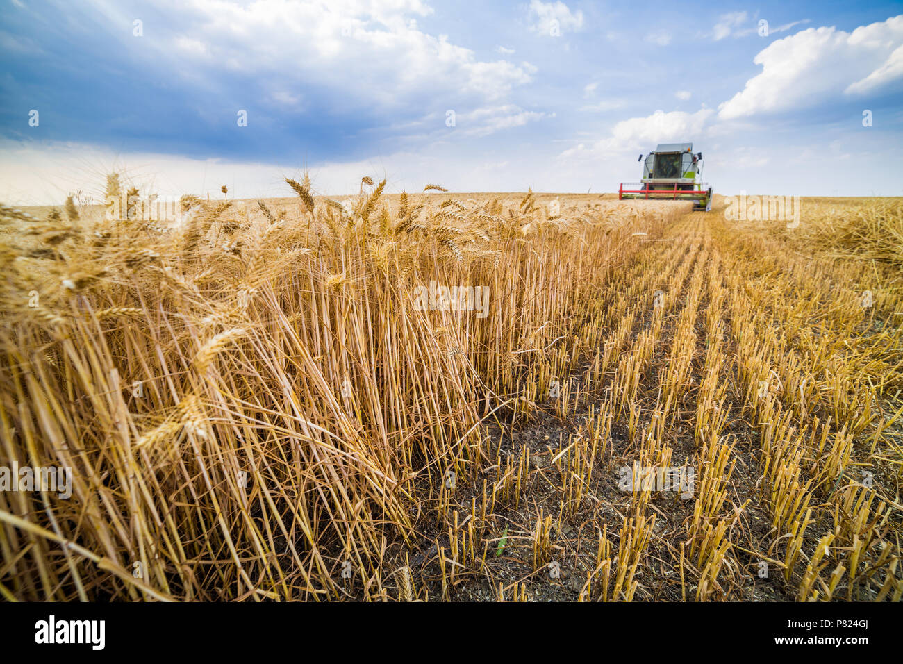Moissonneuse batteuse en action sur le champ de blé Banque D'Images