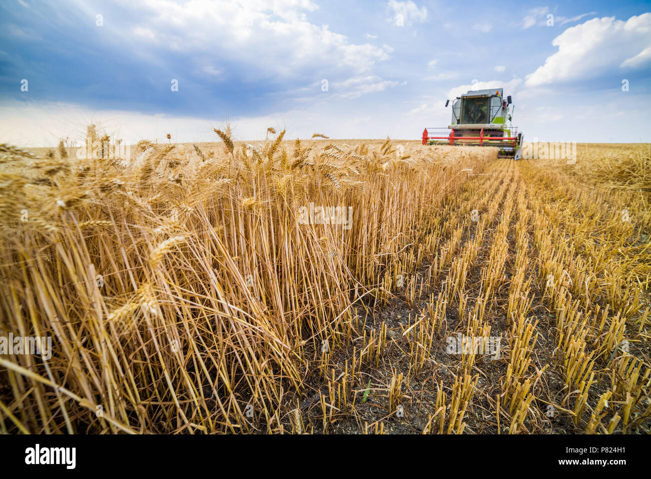Moissonneuse batteuse en action sur le champ de blé Banque D'Images