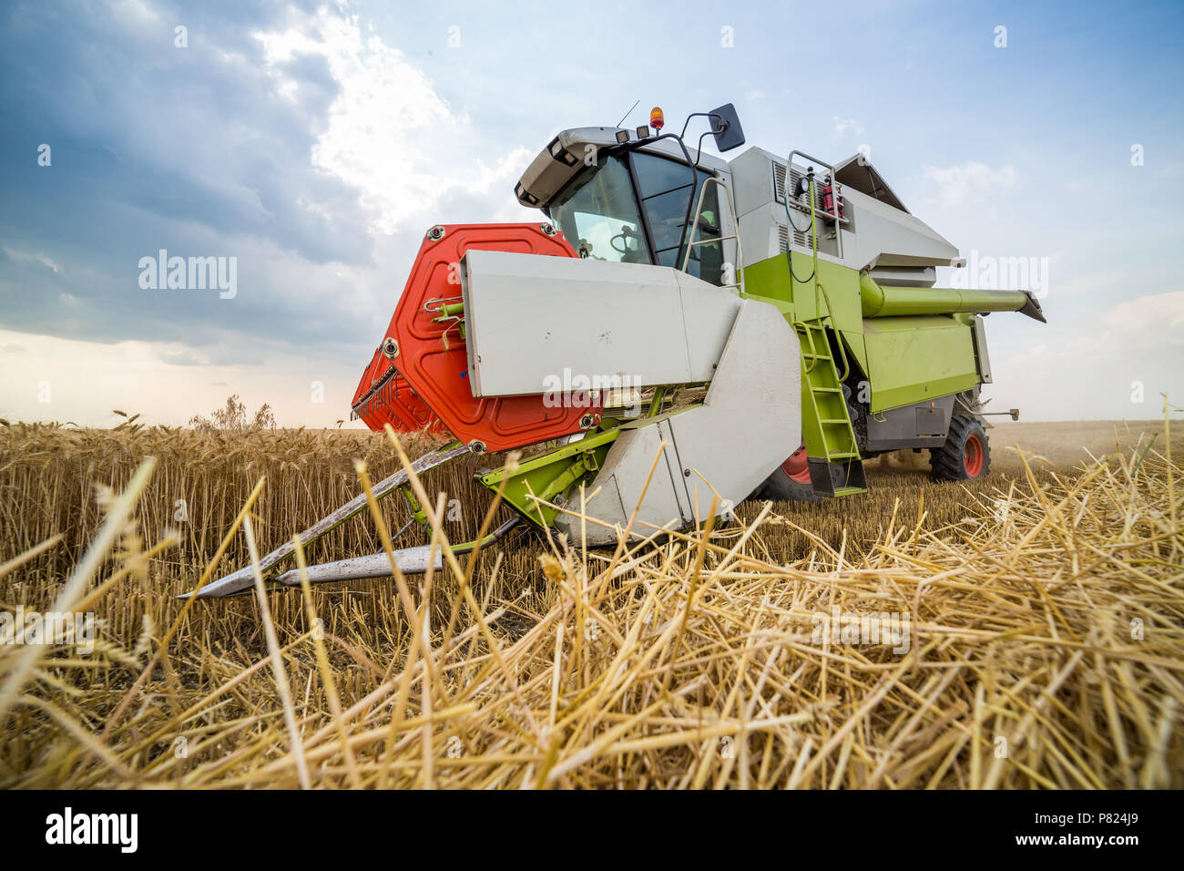 Moissonneuse batteuse en action sur le champ de blé Banque D'Images