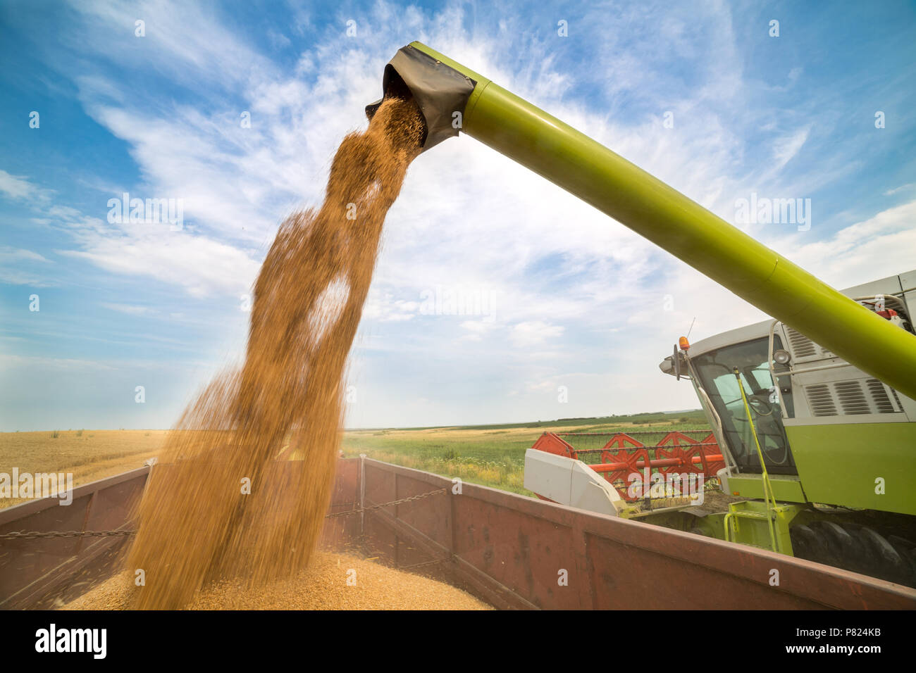 Moissonneuse batteuse en action sur le champ de blé Banque D'Images