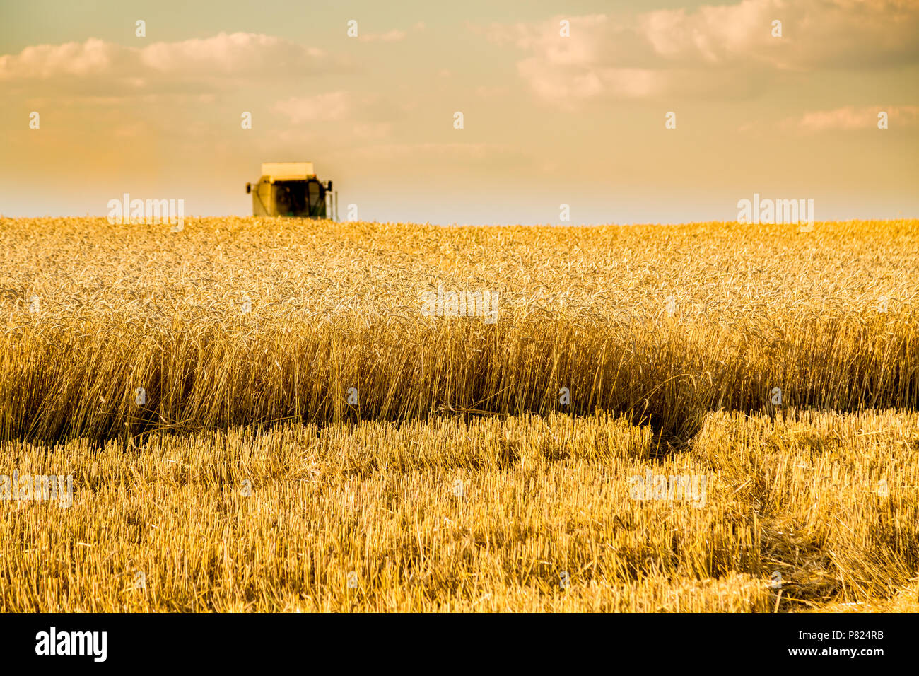 Moissonneuse batteuse en action sur le champ de blé Banque D'Images