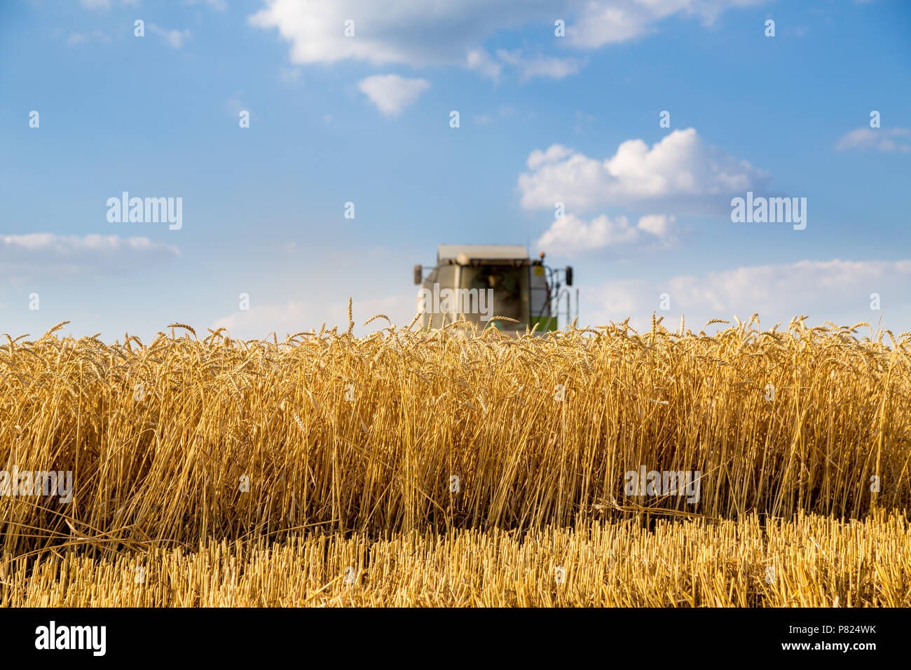 Moissonneuse batteuse en action sur le champ de blé Banque D'Images