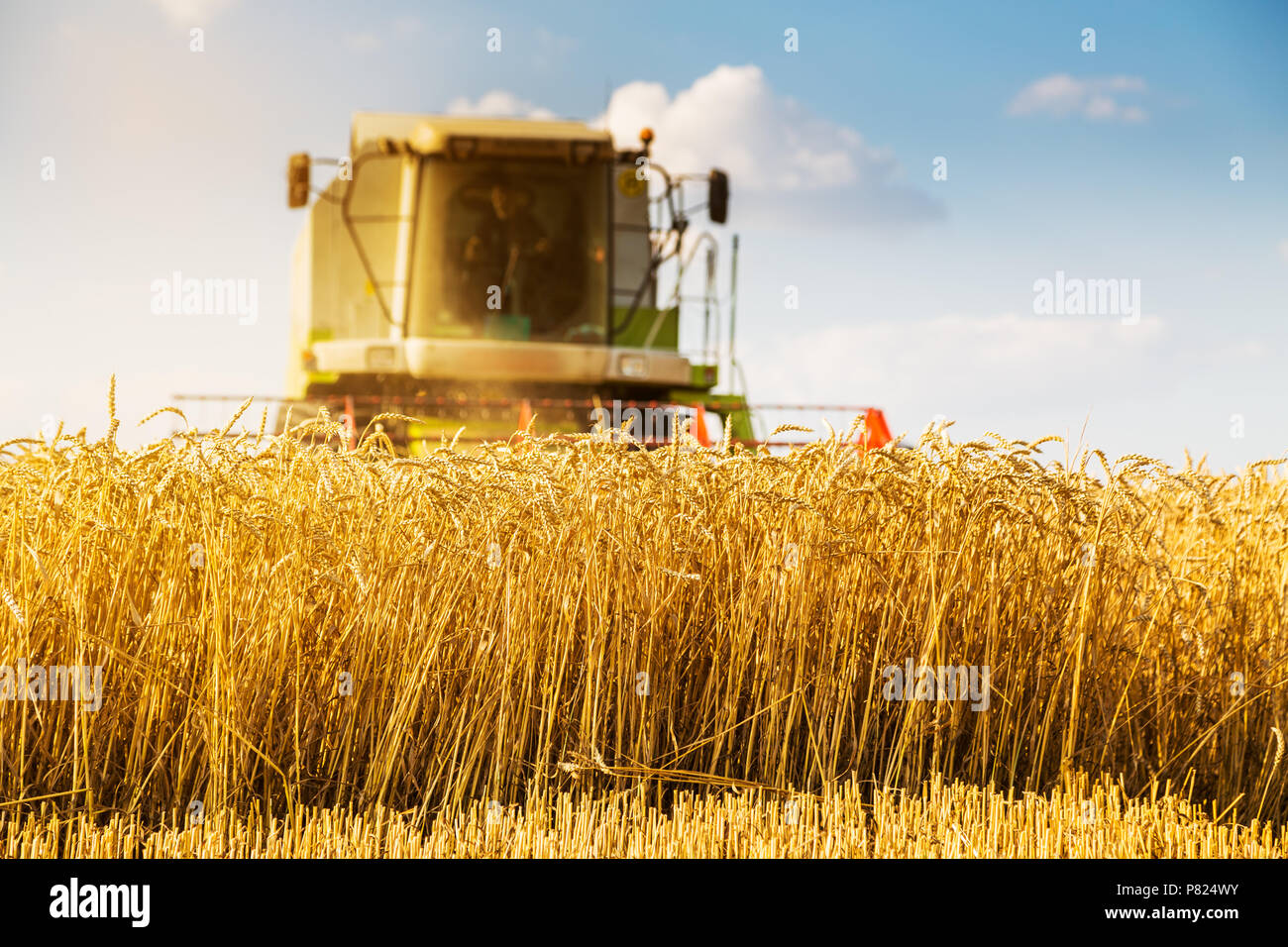 Moissonneuse batteuse en action sur le champ de blé Banque D'Images