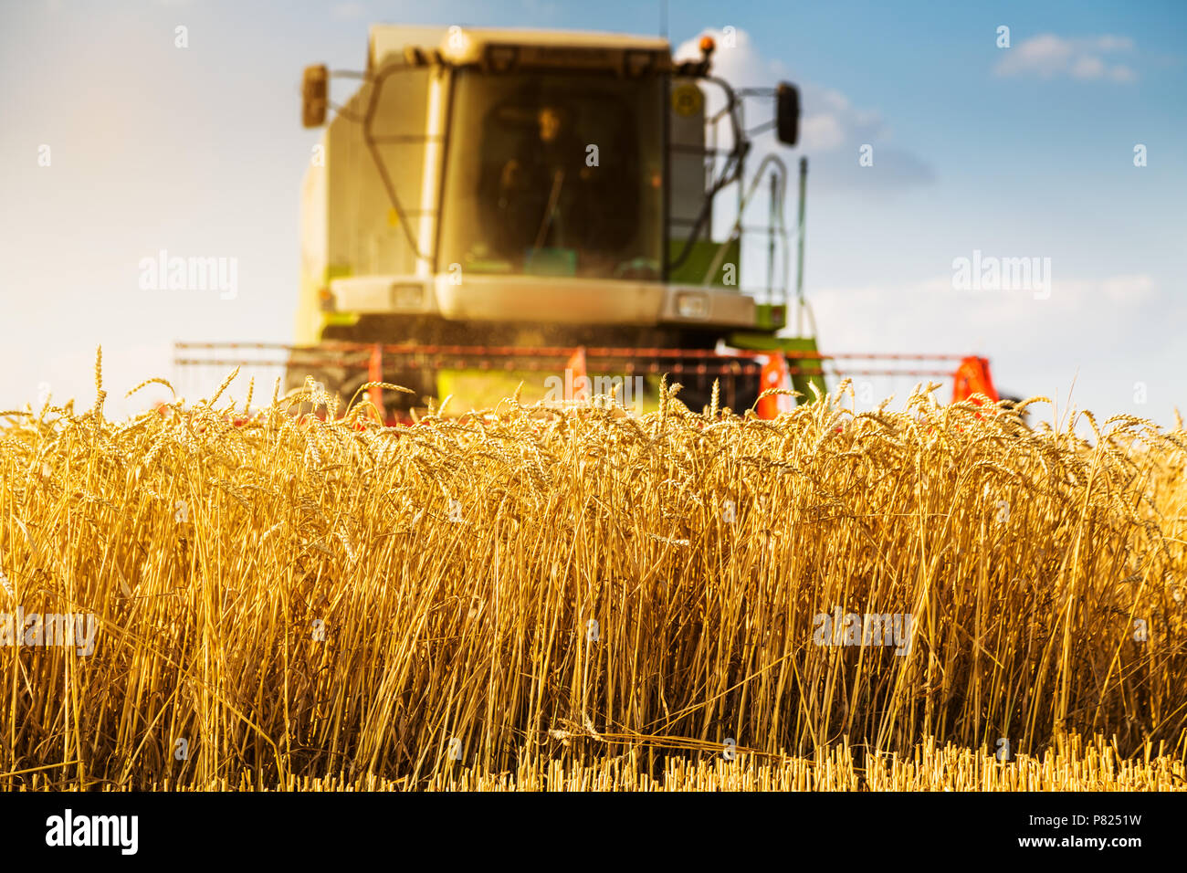 Moissonneuse batteuse en action sur le champ de blé Banque D'Images