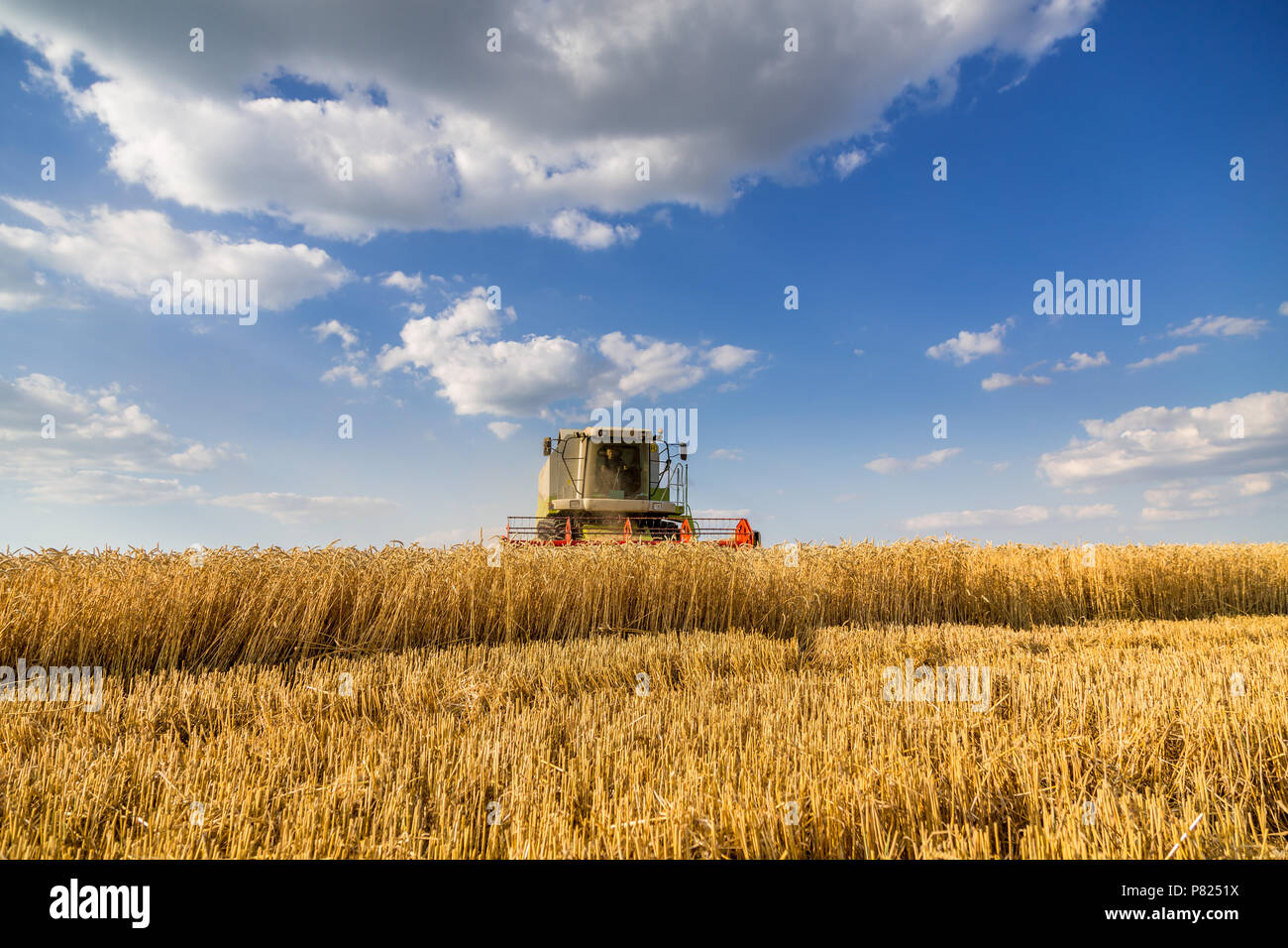Moissonneuse batteuse en action sur le champ de blé Banque D'Images