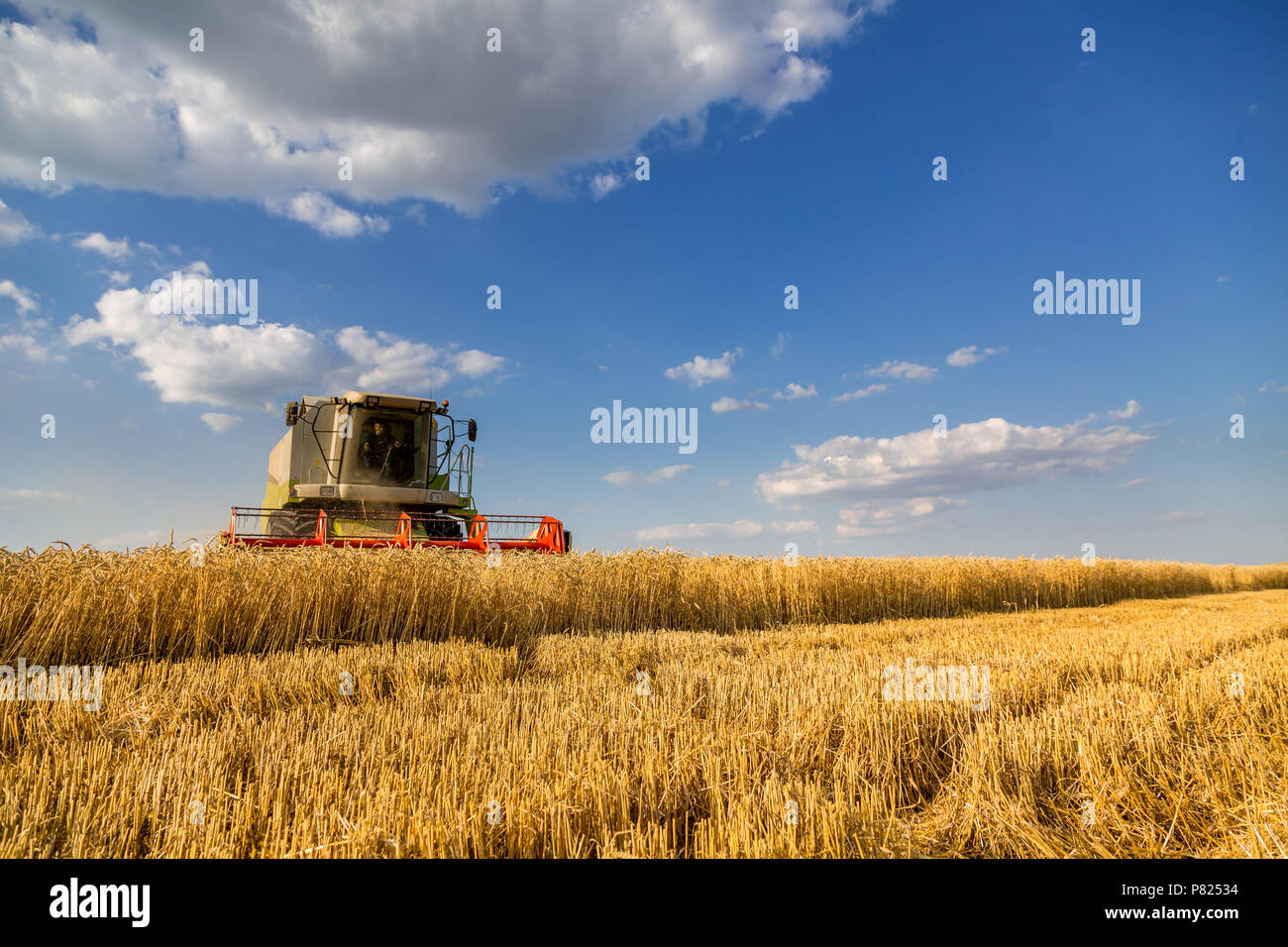 Moissonneuse batteuse en action sur le champ de blé Banque D'Images