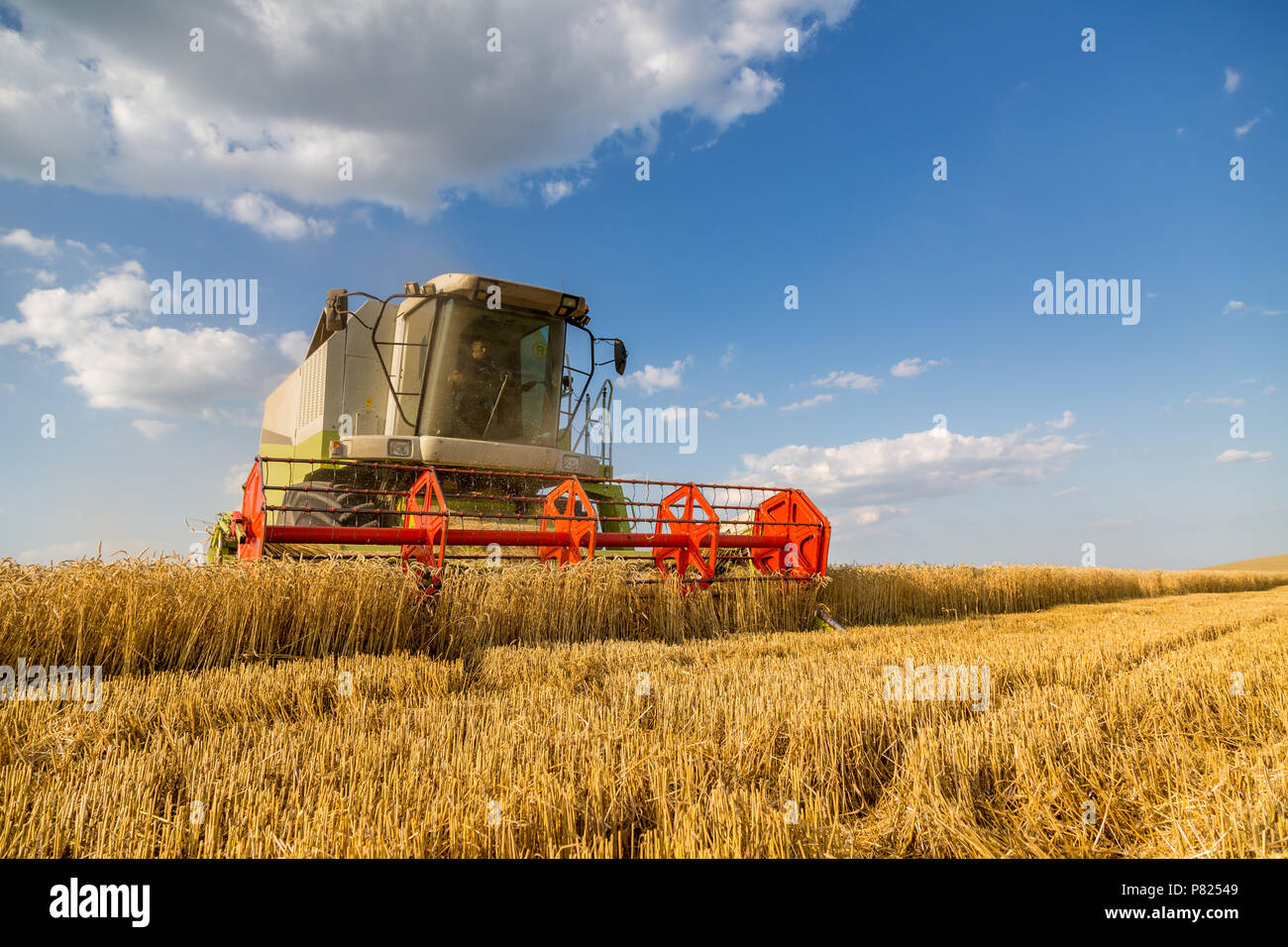 Moissonneuse batteuse en action sur le champ de blé Banque D'Images