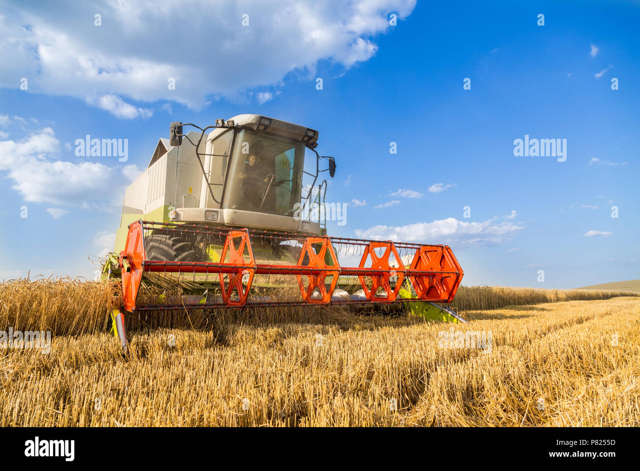Moissonneuse batteuse en action sur le champ de blé Banque D'Images