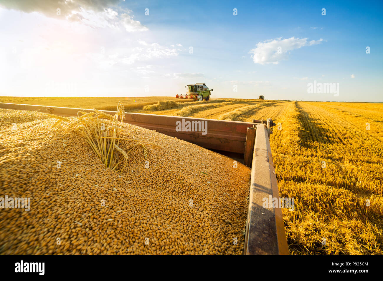 Moissonneuse batteuse en action sur le champ de blé Banque D'Images