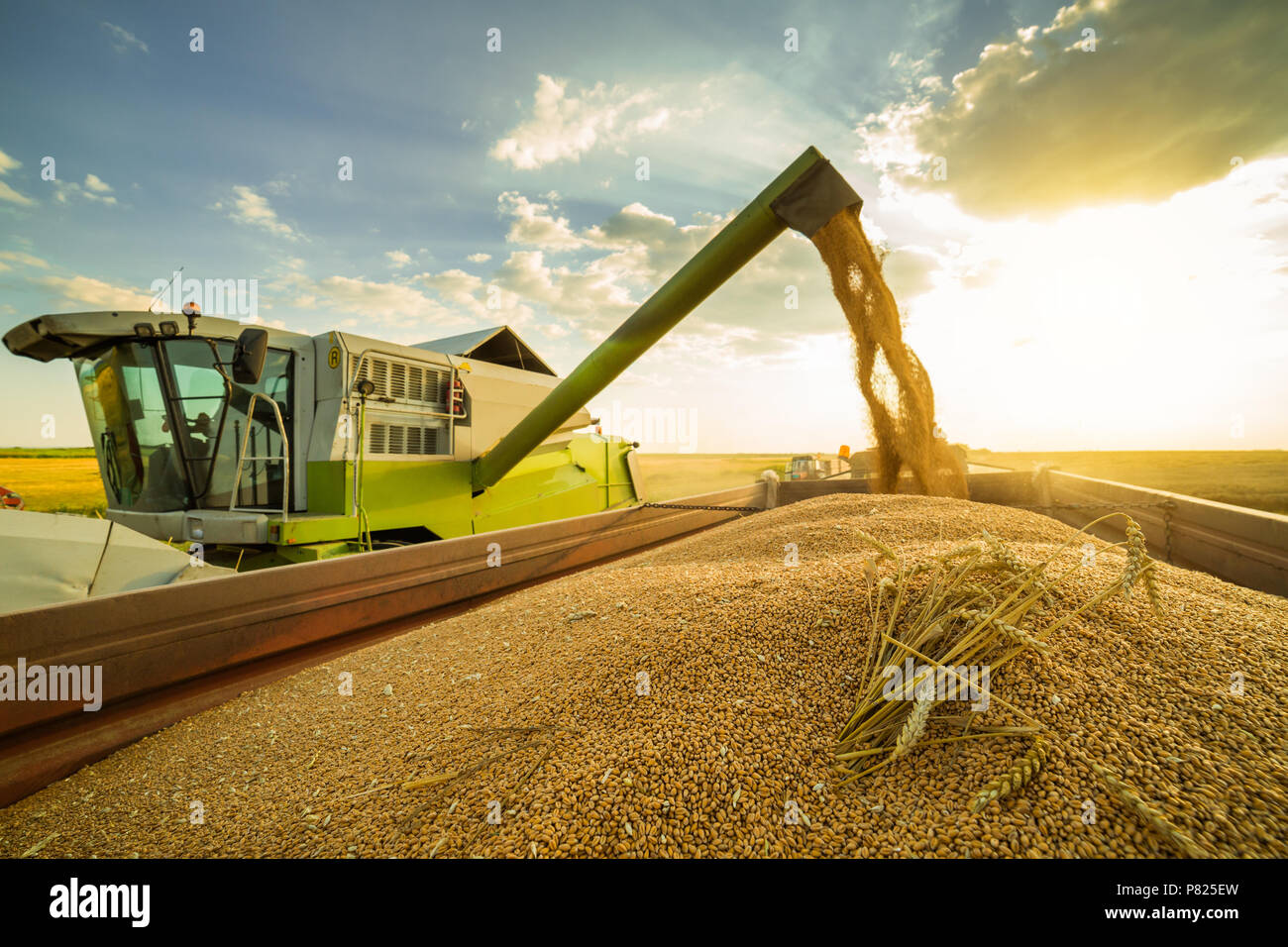 Moissonneuse batteuse en action sur le champ de blé Banque D'Images