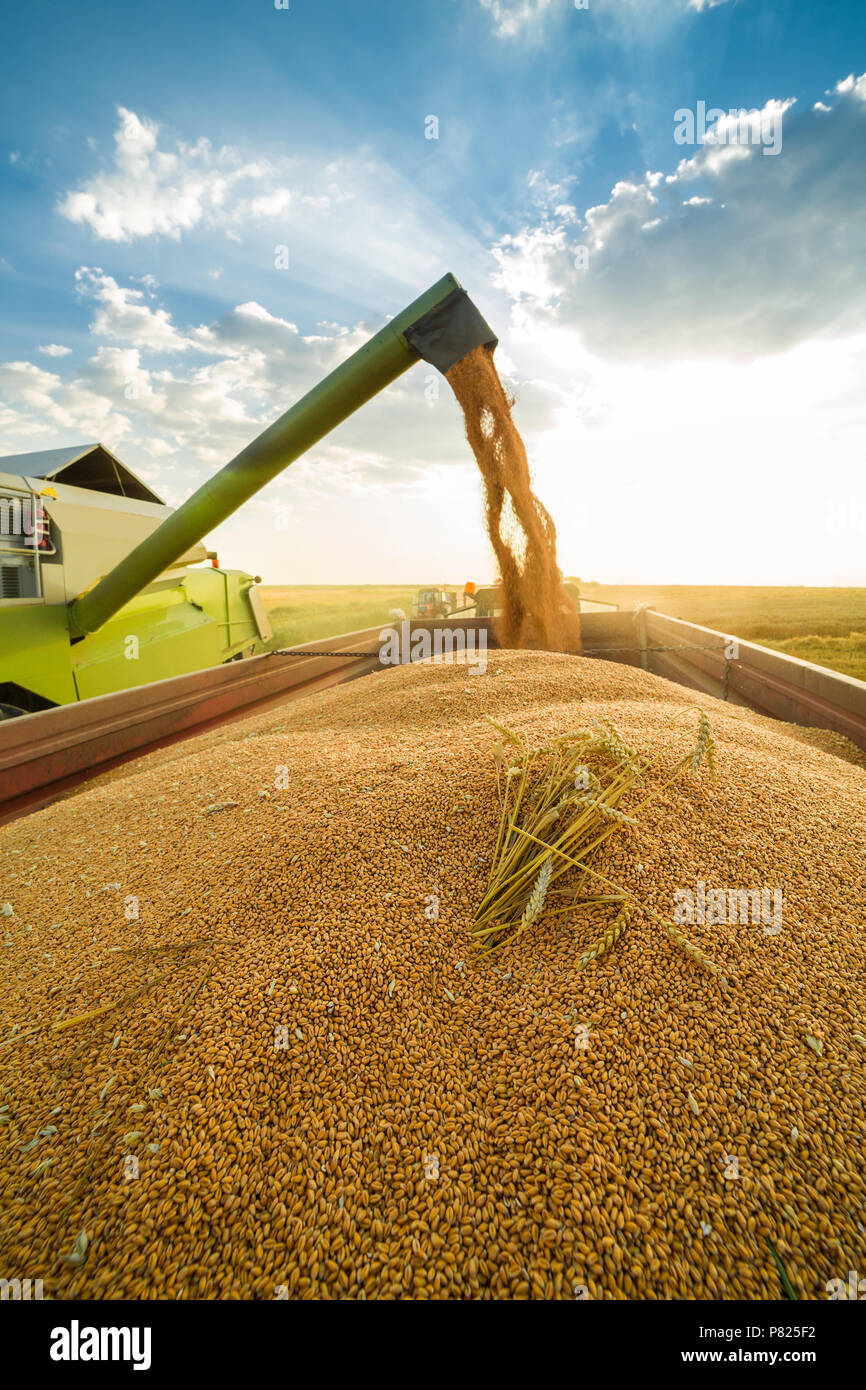 Moissonneuse batteuse en action sur le champ de blé Banque D'Images
