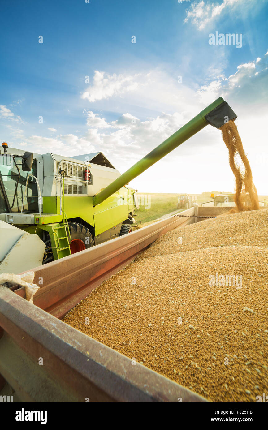 Moissonneuse batteuse en action sur le champ de blé Banque D'Images