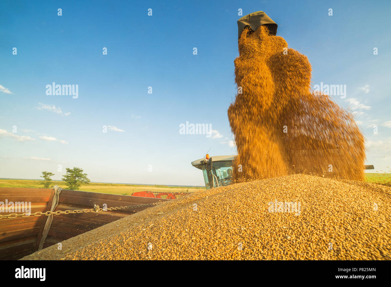 Moissonneuse batteuse en action sur le champ de blé Banque D'Images