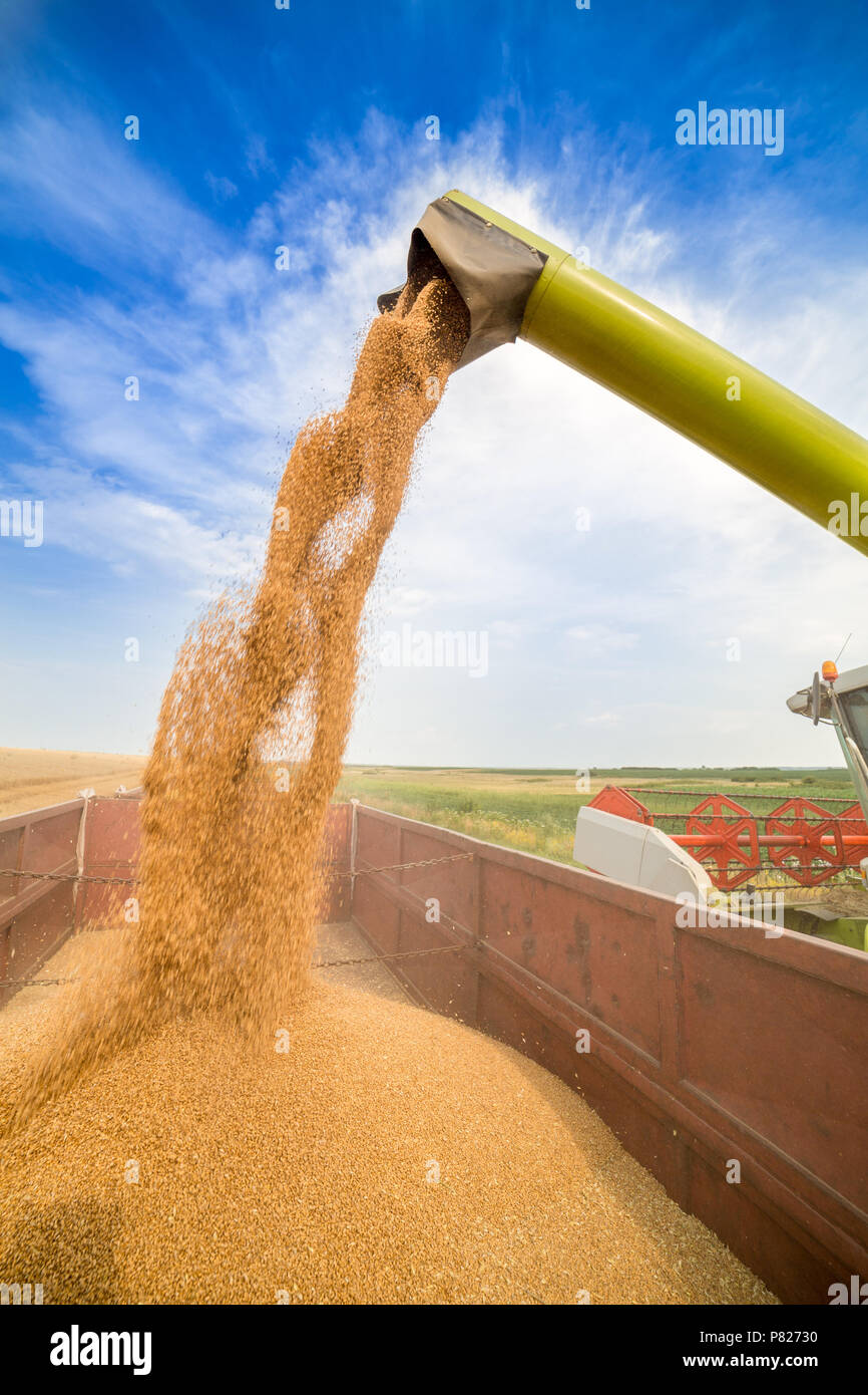 Moissonneuse batteuse en action sur le champ de blé Banque D'Images