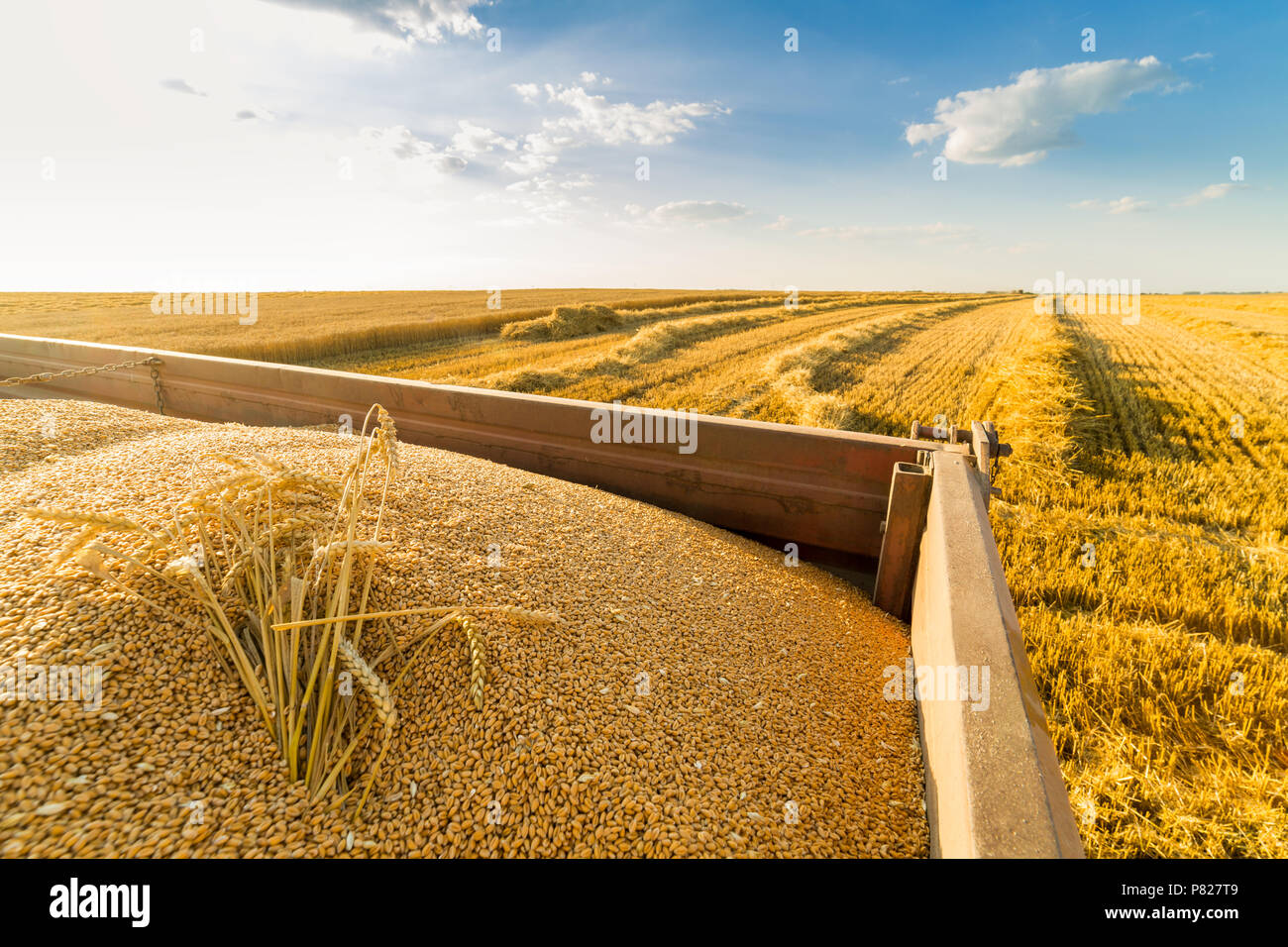 Moissonneuse batteuse en action sur le champ de blé Banque D'Images