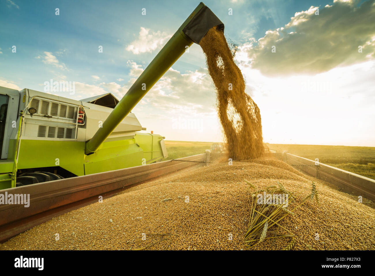 Moissonneuse batteuse en action sur le champ de blé Banque D'Images