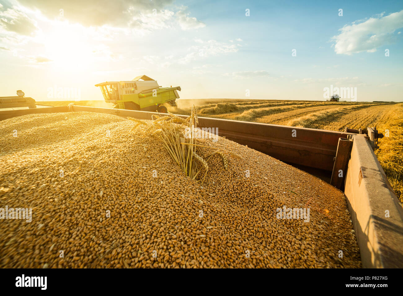 Moissonneuse batteuse en action sur le champ de blé Banque D'Images