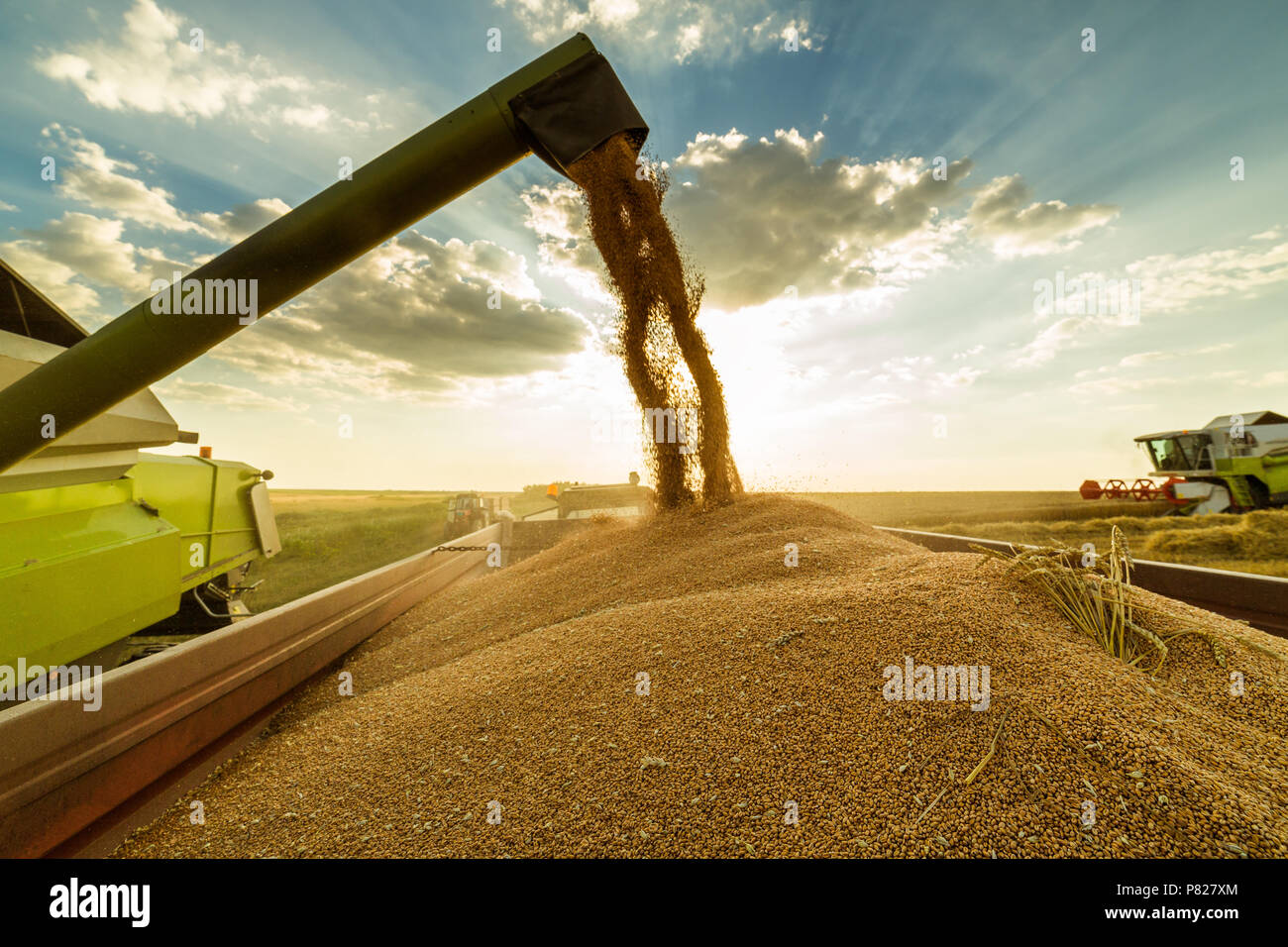 Moissonneuse batteuse en action sur le champ de blé Banque D'Images