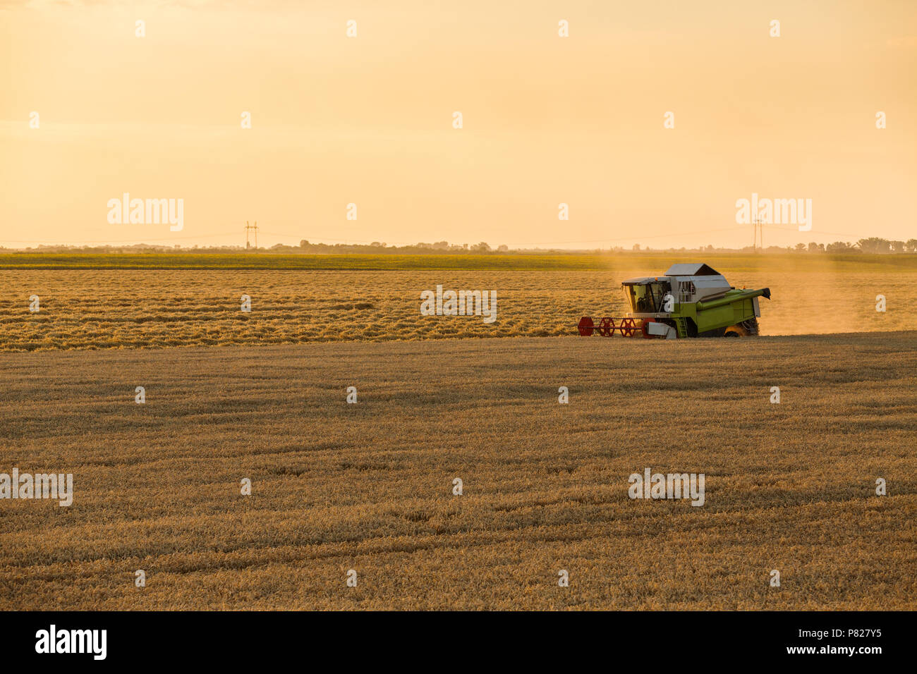 Moissonneuse batteuse en action sur le champ de blé Banque D'Images