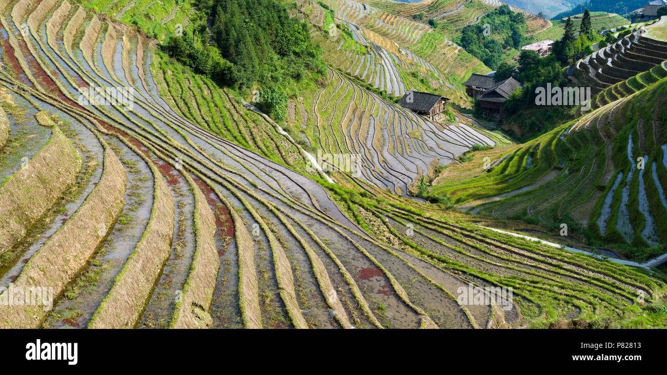 Panorama de Longji terrasses de riz - Dragon's backbone - avec village en arrière-plan Banque D'Images