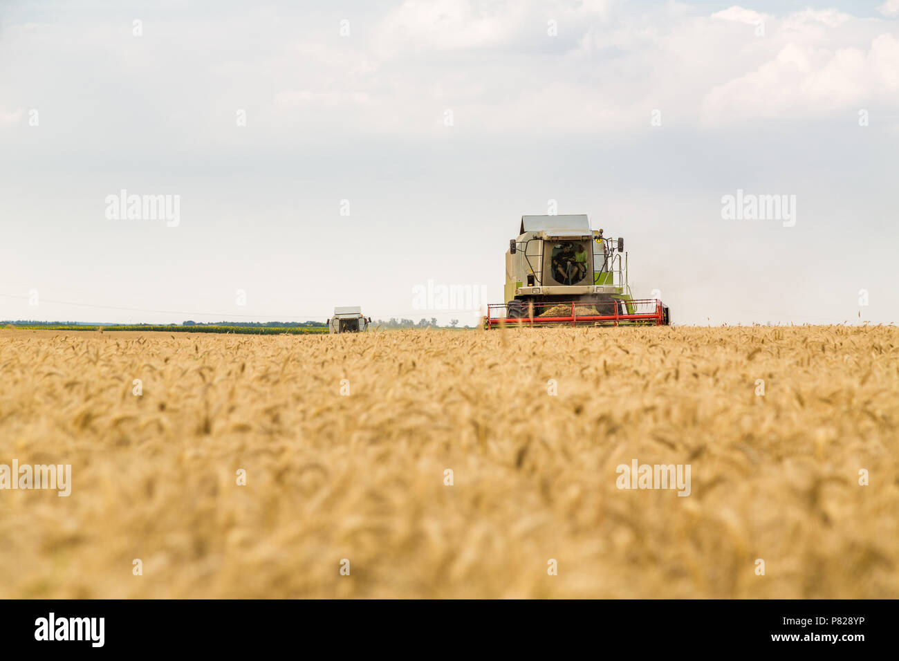 Moissonneuse batteuse en action sur le champ de blé Banque D'Images