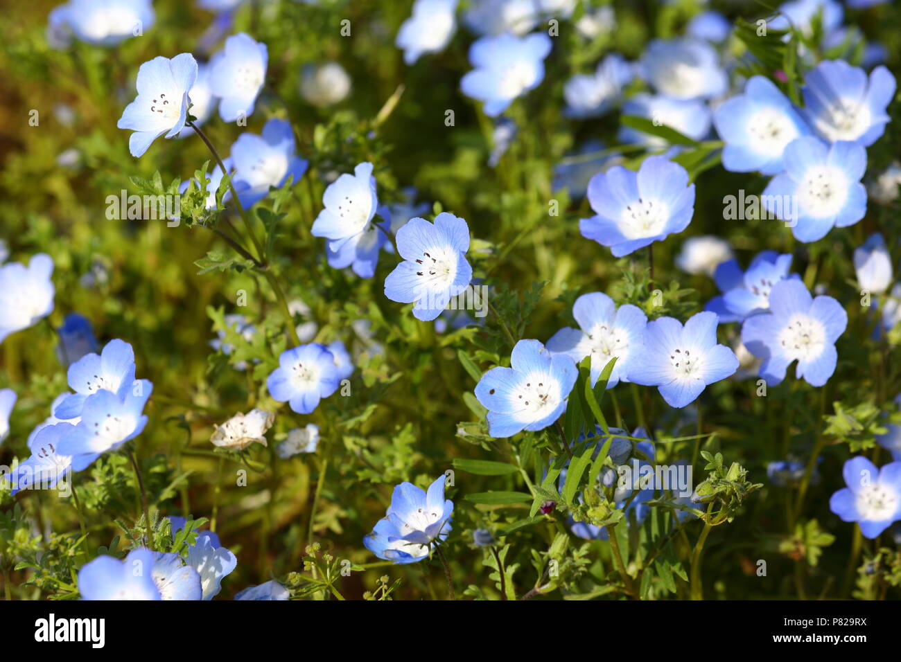 Champ de fleurs de Nemophila (Baby Blue Eyes) sur la colline Slope Hill au parc Hitachi Seaside, Ibaraki près de Tokyo Japon Banque D'Images