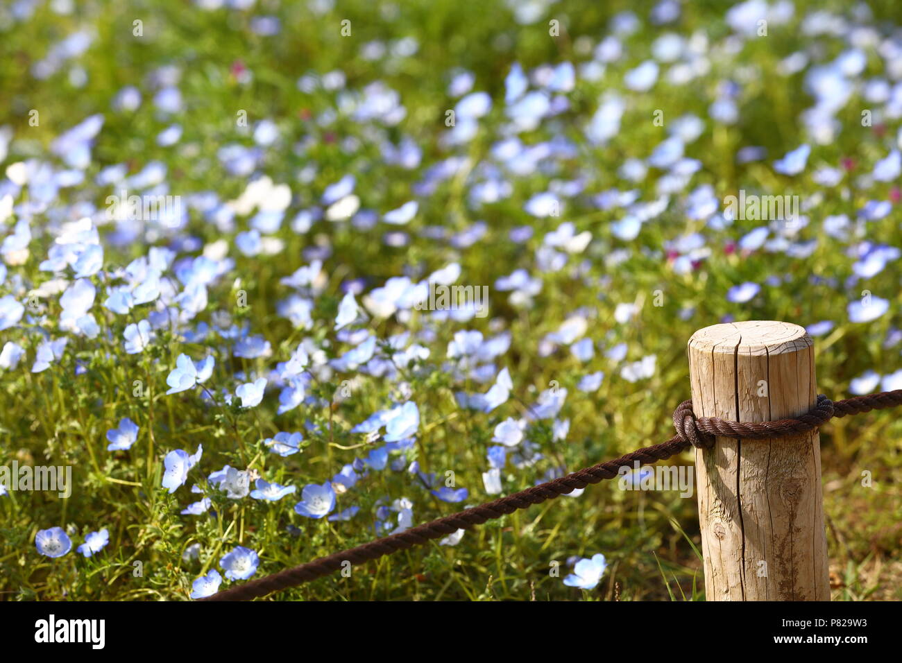 Pôle et clôture dans le champ de fleurs de Nemophila (Baby Blue Eyes) sur la colline de Slope à Hitachi Seaside Park, Ibaraki près de Tokyo Japon Banque D'Images