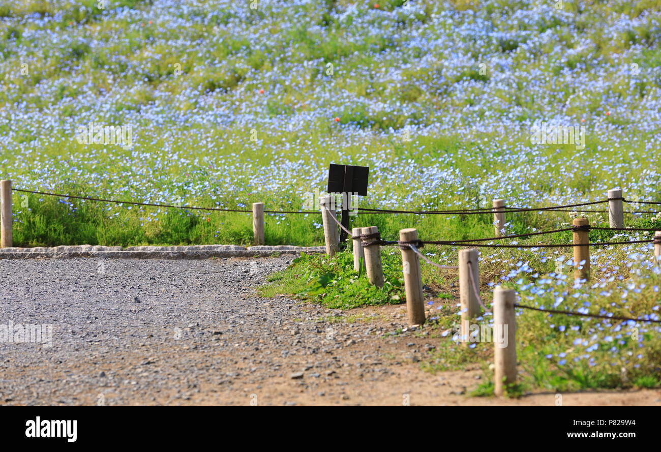 Pôle et clôture dans le champ de fleurs de Nemophila (Baby Blue Eyes) sur la colline de Slope à Hitachi Seaside Park, Ibaraki près de Tokyo Japon Banque D'Images