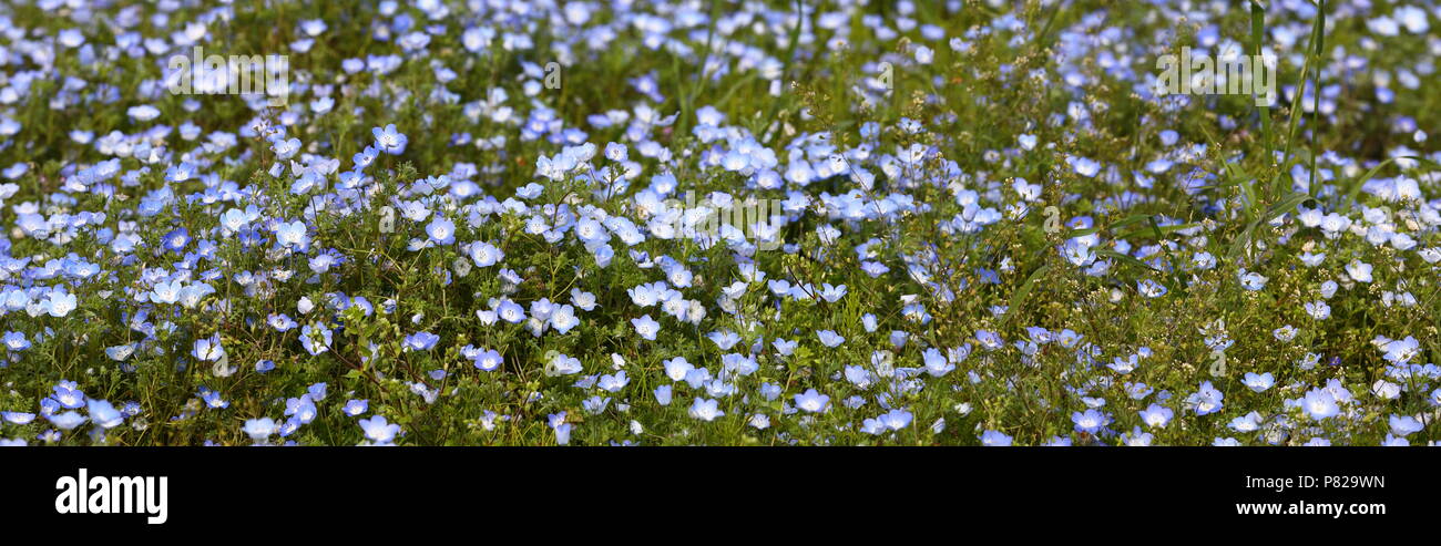 Champ de fleurs de Nemophila (Baby Blue Eyes) sur la colline Slope Hill au parc Hitachi Seaside, Ibaraki près de Tokyo Japon Banque D'Images