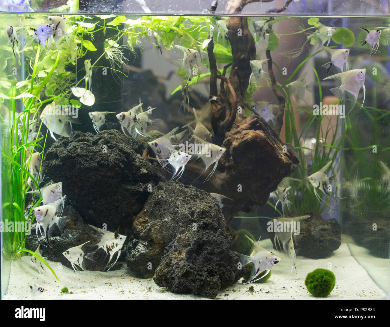 Cichlid aquarium avec plantes et beaucoup de poissons Banque D'Images