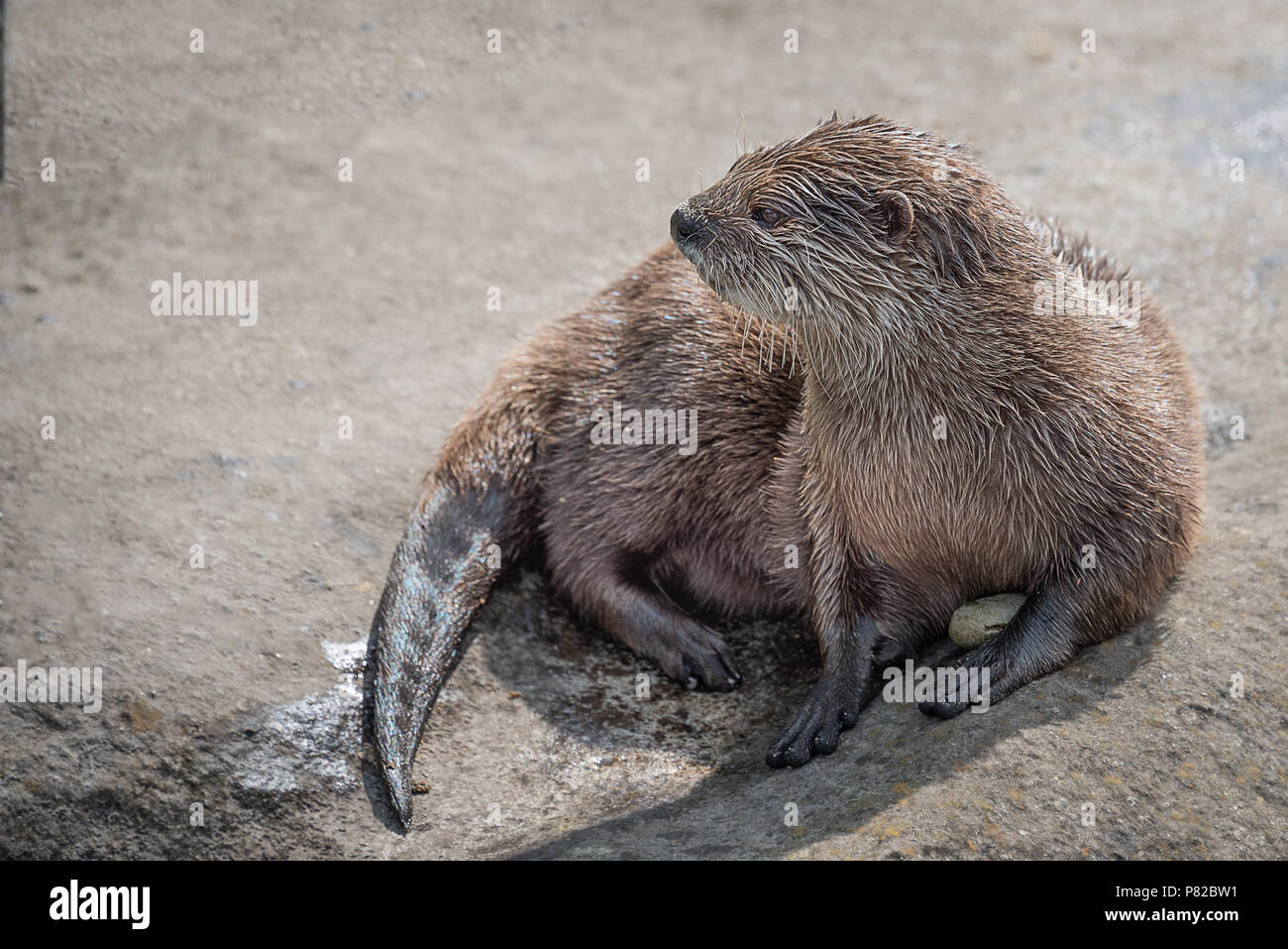 À la recherche d'alerte court-asiatique griffé otter regardant à gauche de l'image dans l'espace texte Banque D'Images